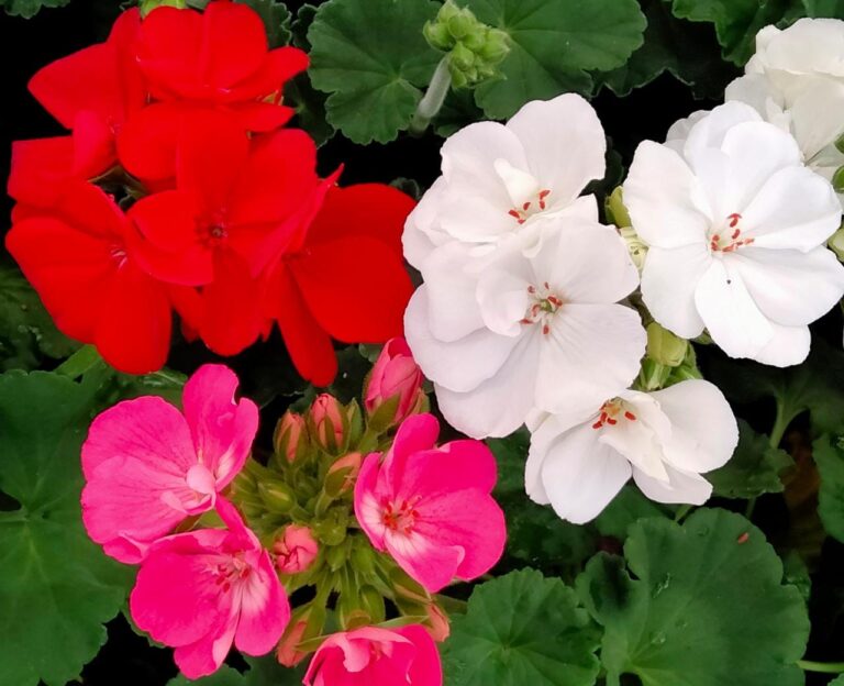 OMG! Llegó la primavera: 5 tipos de flores que puedes sembrar – OMG!