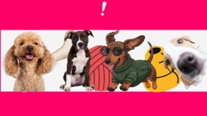 Mascotas y tecnología: gadgets que harán mover la cola (y los bigotes) este año